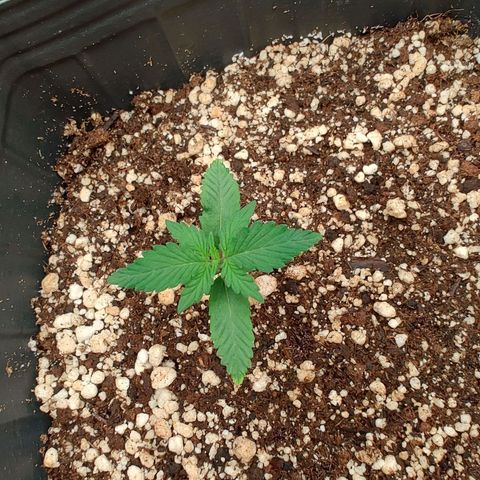 OG Kush Auto #1 growlog timeline photo