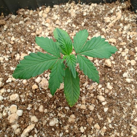 OG Kush Auto #1 growlog timeline photo