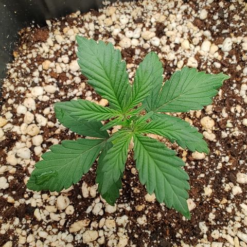 OG Kush Auto #1 growlog timeline photo