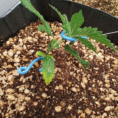 OG Kush Auto #1 growlog timeline photo