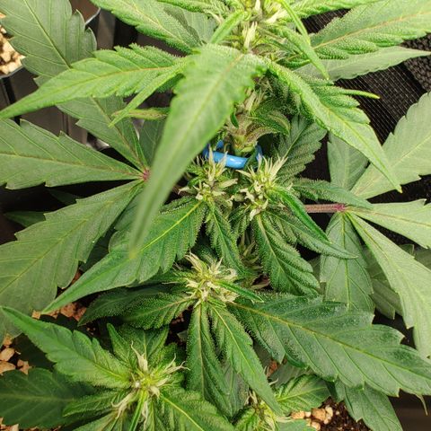 OG Kush Auto #1 growlog timeline photo