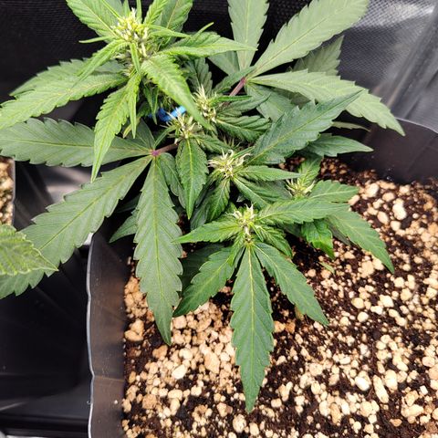 OG Kush Auto #1 growlog timeline photo