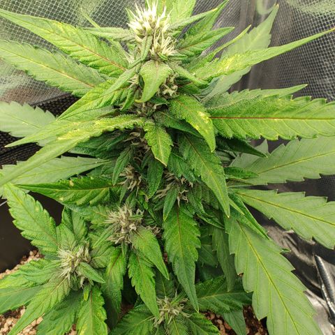 OG Kush Auto #1 growlog timeline photo
