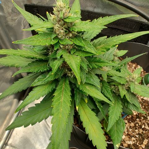 OG Kush Auto #1 growlog timeline photo