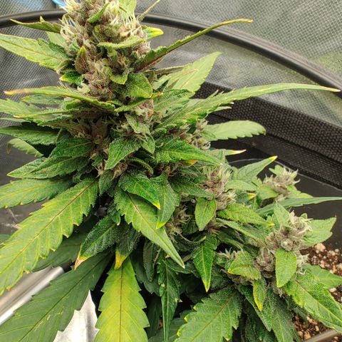OG Kush Auto #1 growlog timeline photo