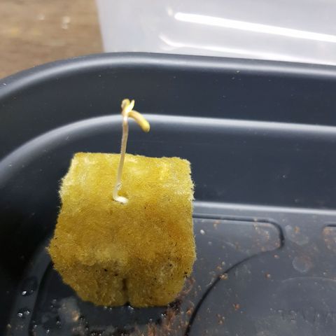 Mary Donnie  growlog timeline photo