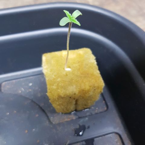 Mary Donnie  growlog timeline photo