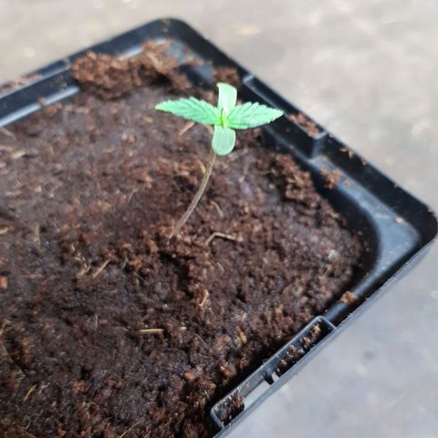 Mary Donnie  growlog timeline photo