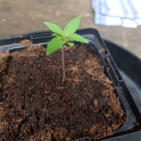 Mary Donnie  growlog timeline photo