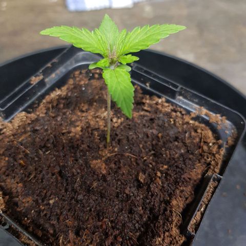 Mary Donnie  growlog timeline photo