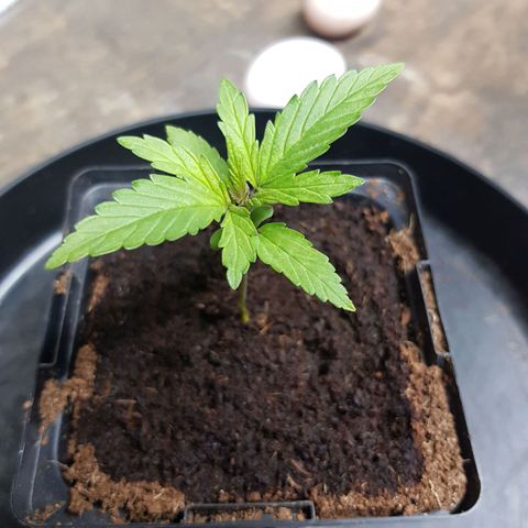 Mary Donnie  growlog timeline photo