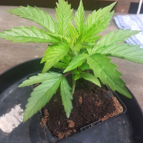 Mary Donnie  growlog timeline photo