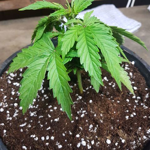 Mary Donnie  growlog timeline photo