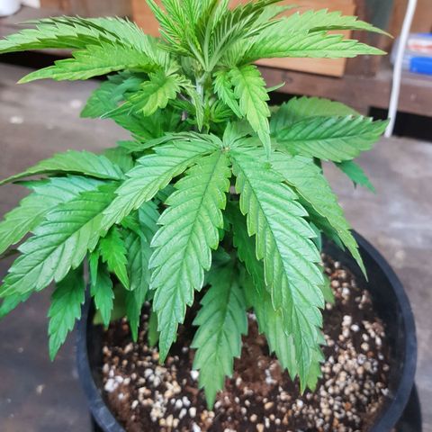 Mary Donnie  growlog timeline photo