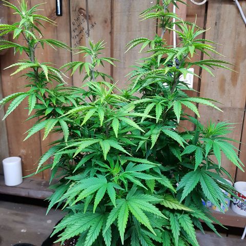 Mary Donnie  growlog timeline photo