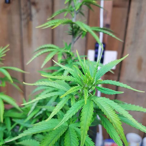 Mary Donnie  growlog timeline photo