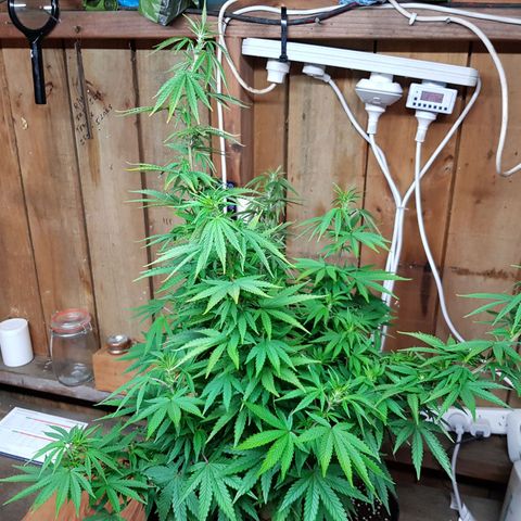 Mary Donnie  growlog timeline photo