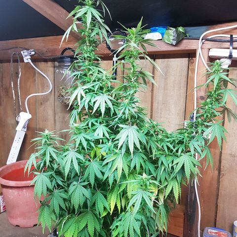 Mary Donnie  growlog timeline photo