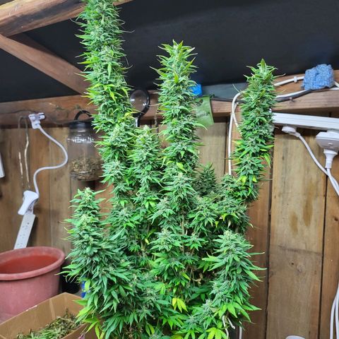 Mary Donnie  growlog timeline photo