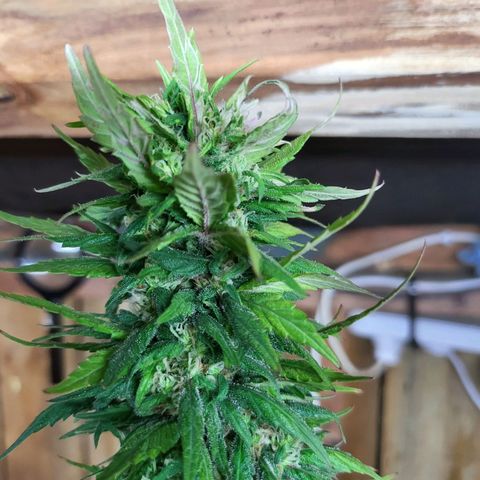 Mary Donnie  growlog timeline photo