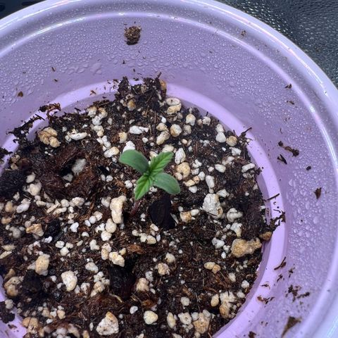  Mrs. Dreamy growlog photo: She is growing faster than I thought. 