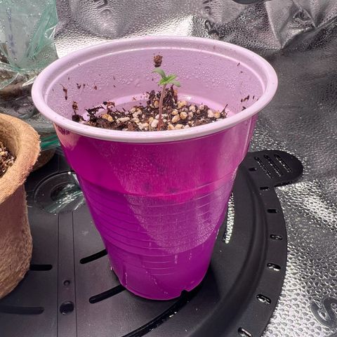  Mrs. Dreamy growlog photo: She is growing faster than I thought. 