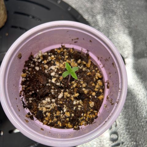 Mrs. Dreamy growlog photo: Lowered light to help with stretching. 
