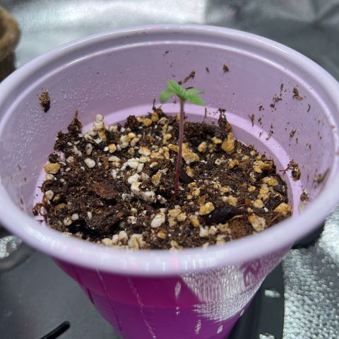 Mrs. Dreamy growlog photo: Lowered light to help with stretching. 