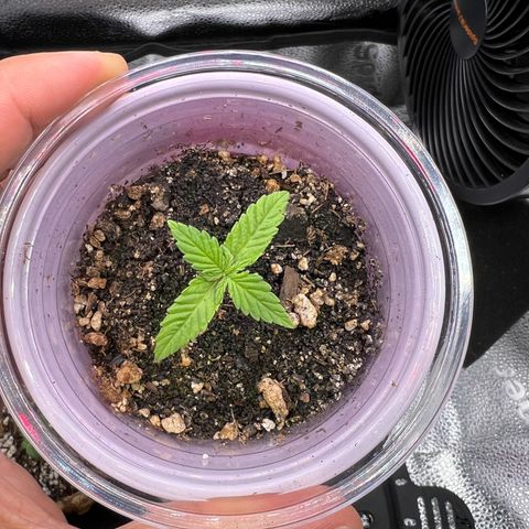  Mrs. Dreamy growlog photo: Dreamy is doing the best. Her root structure is looking strong. She is a little stressed. Her stem is purple and it is a sign of stress. 