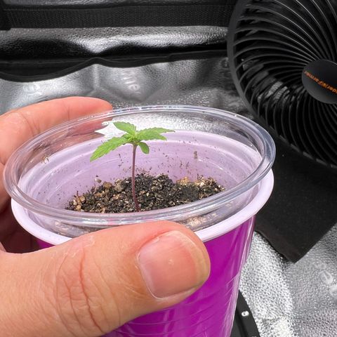  Mrs. Dreamy growlog timeline photo