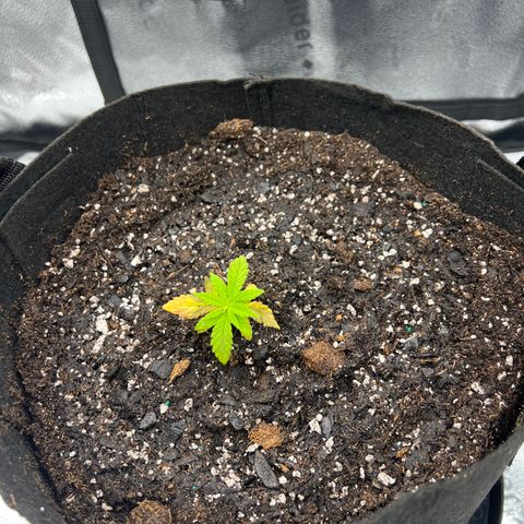  Mrs. Dreamy growlog photo: Transplant. 