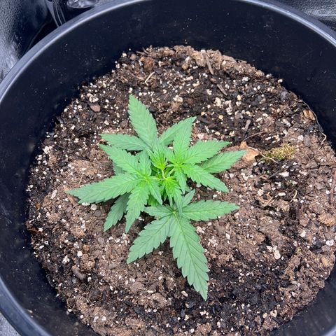 OG Auto growlog timeline photo