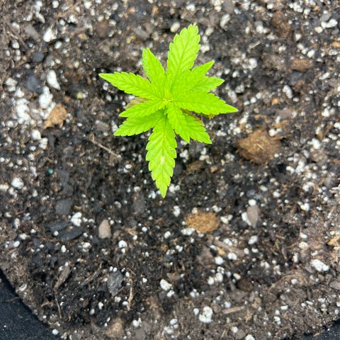  Mrs. Dreamy growlog timeline photo