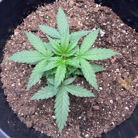 OG Auto growlog timeline photo