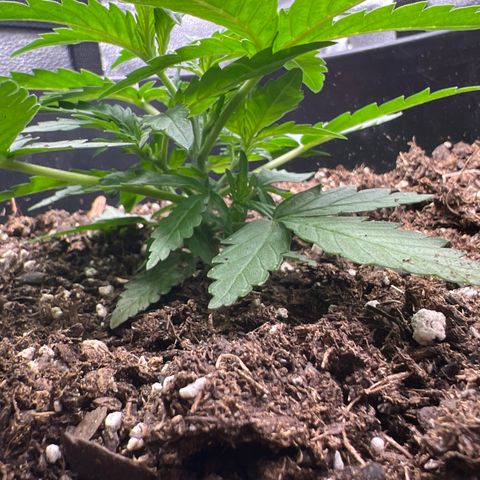 OG Auto growlog timeline photo
