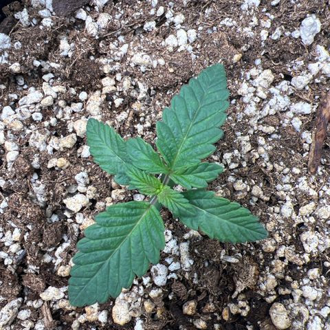 Purple Creamsicle growlog timeline photo