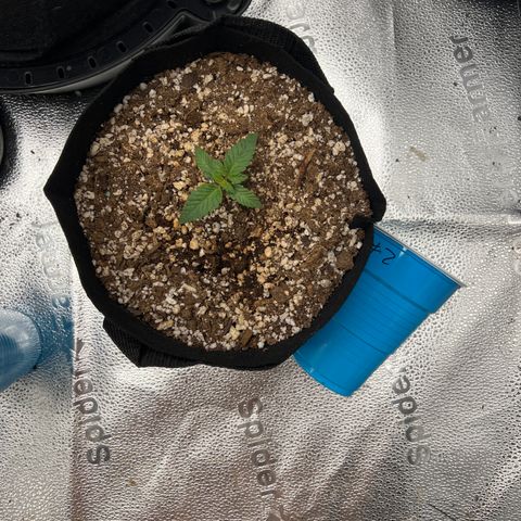 Purple Creamsicle growlog timeline photo