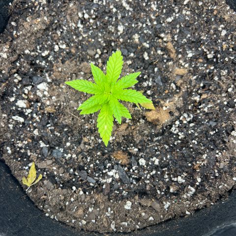  Mrs. Dreamy growlog timeline photo