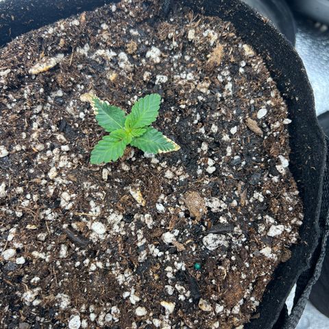 Amnesia Haze growlog timeline photo