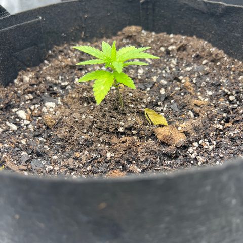  Mrs. Dreamy growlog timeline photo