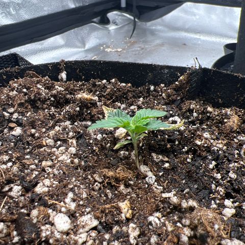 Amnesia Haze growlog timeline photo