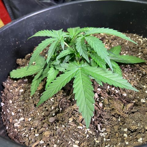 OG Auto growlog timeline photo