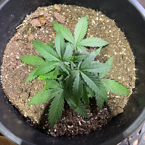 OG Auto growlog timeline photo