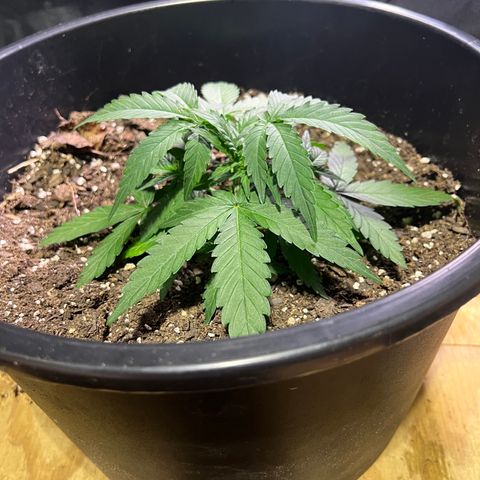 OG Auto growlog timeline photo