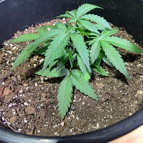 OG Auto growlog timeline photo