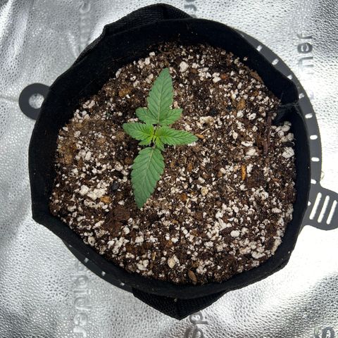 Purple Creamsicle growlog timeline photo