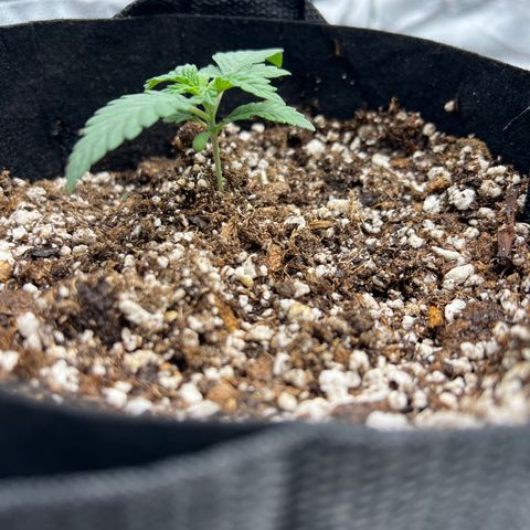 Purple Creamsicle growlog timeline photo