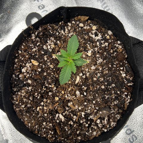 Amnesia Haze growlog timeline photo