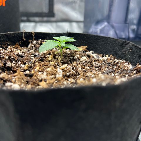 Amnesia Haze growlog timeline photo