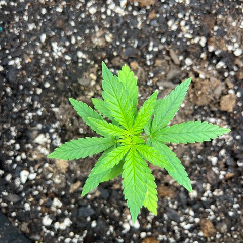  Mrs. Dreamy growlog timeline photo
